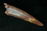 Rooted Pterosaur (Siroccopteryx) Tooth #13231-2